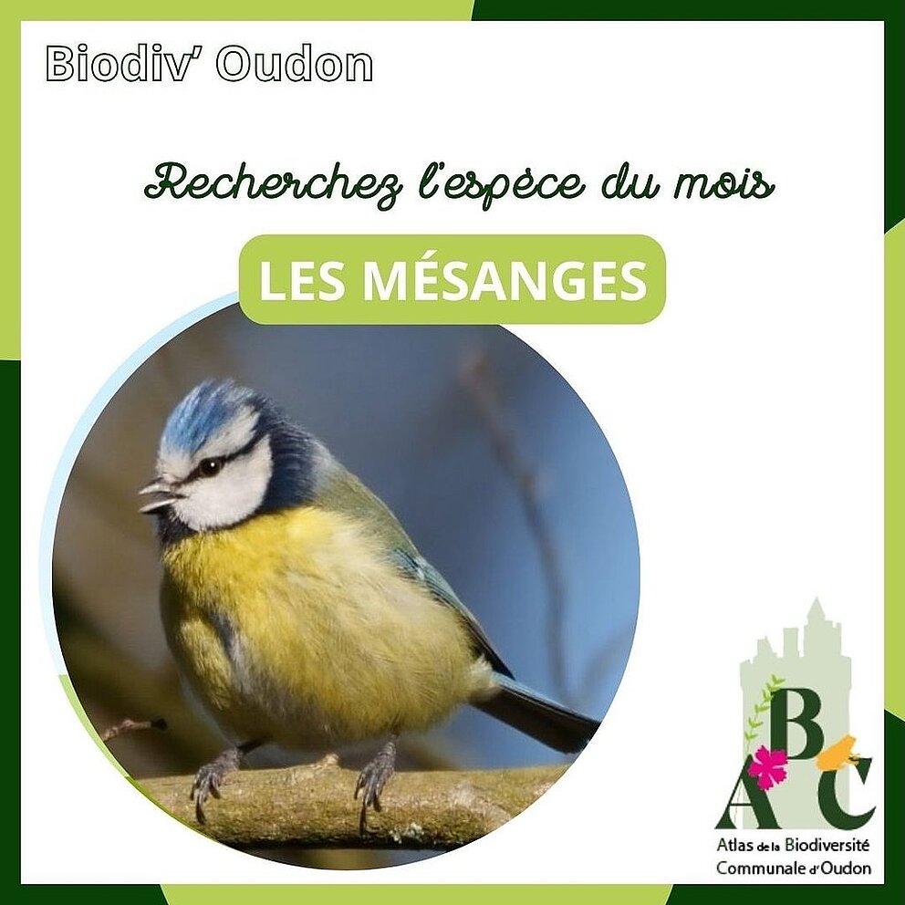 Biodiv’Oudon - Les Mésanges