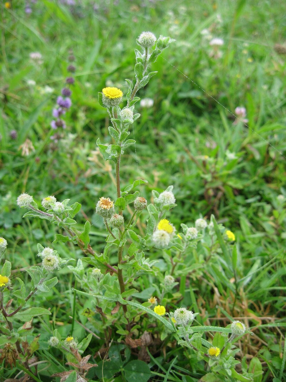 Sortie La flore des bords de Loire